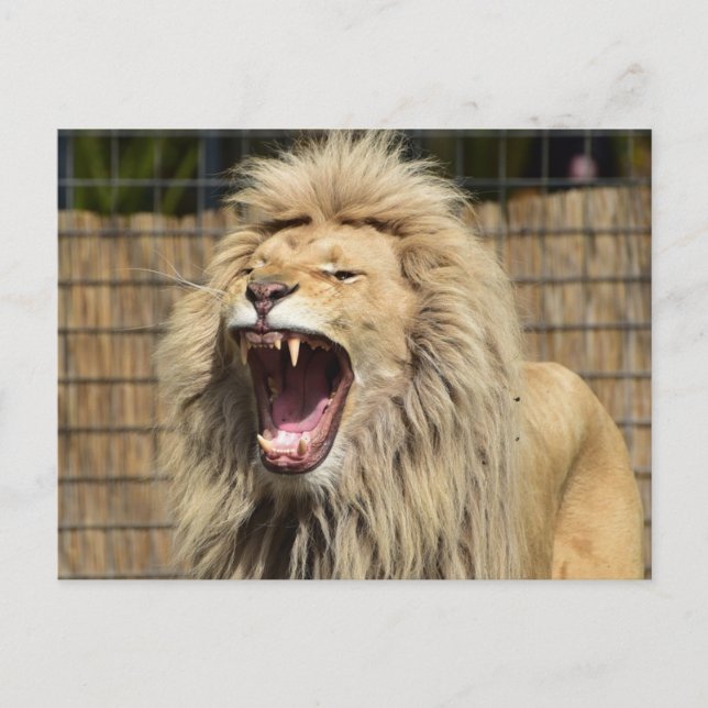 Carte Postale Le rugissement de Lion (Devant)