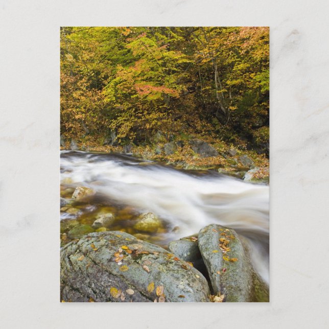 Carte Postale Le ruisseau Roaring en automne dans le vert du Ver (Devant)
