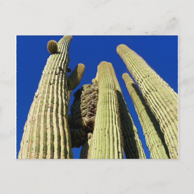 Carte Postale Le Saguaro le plus grand (Devant)