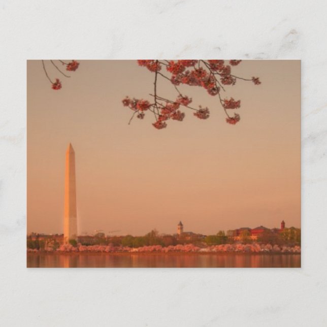 Carte Postale Le Sakura de Washington est sunset. (Devant)