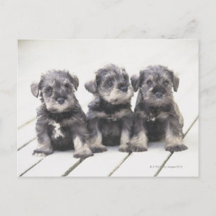 Carte Postale Le Schnauzer miniature est une race de petit chien