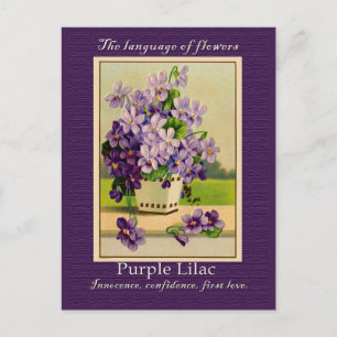 Carte Postale Le sens du Lilac