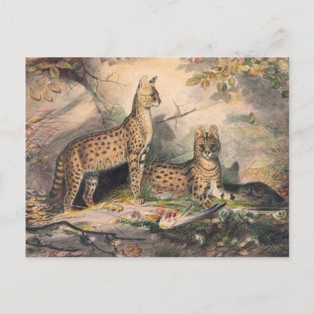 Carte Postale Le Serval de Joseph Wolf (Devant)