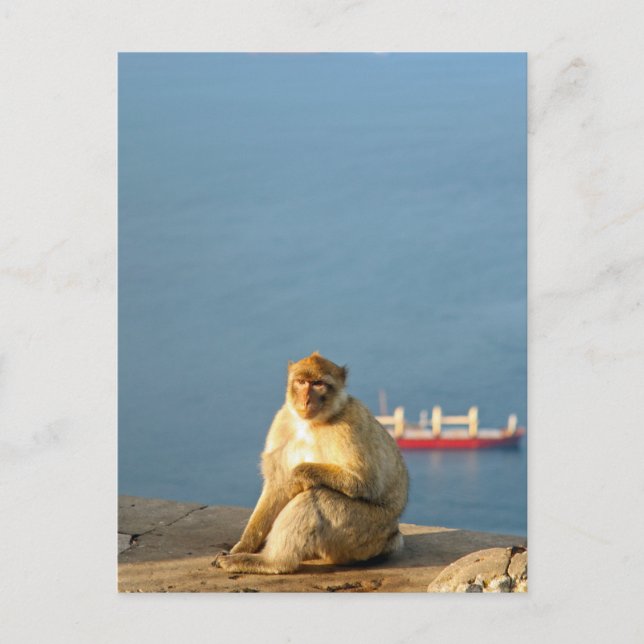 Carte Postale Le singe barbare de Gibraltar (Devant)