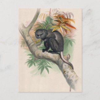 Carte Postale Le singe Pluto par Joseph Wolf