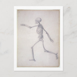 Carte Postale Le squelette humain, vue latérale, de la série
