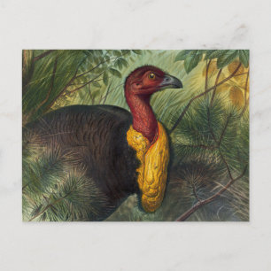 Carte Postale Le Talegalla par Joseph Wolf