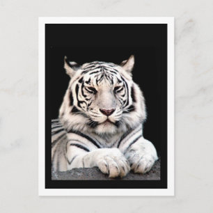 Carte Postale Le tigre blanc du Bengale