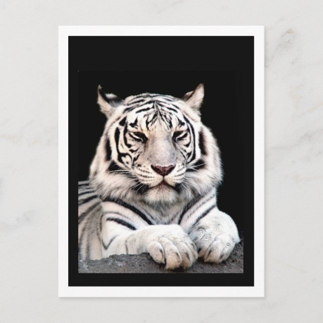 Carte Postale Le tigre blanc du Bengale (Devant)