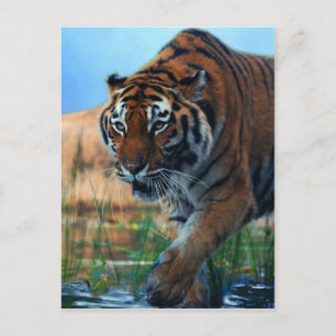 Carte Postale Le tigre dans l'eau