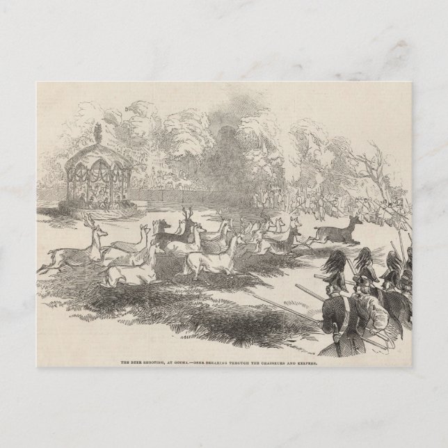 Carte Postale Le tir des cerfs à Gotha (Devant)