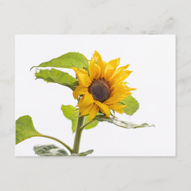 Carte Postale Le tournesol embrasser le ciel (Devant)