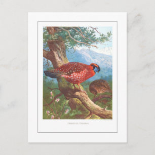 Carte Postale Le Tragopan de Temminck