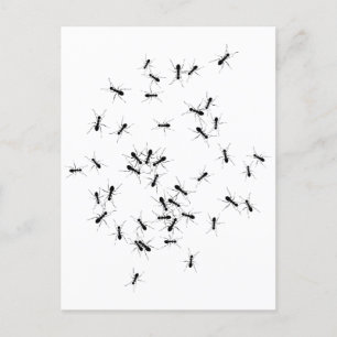 Carte Postale Le Travail d'équipe