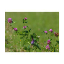 Le trèfle rose sur la prairie verte.