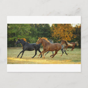 Carte Postale Le troupeau