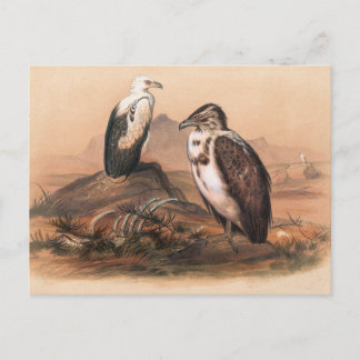 Carte Postale Le vautour angolais par Joseph Wolf