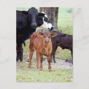 Carte Postale Le veau du bébé au printemps