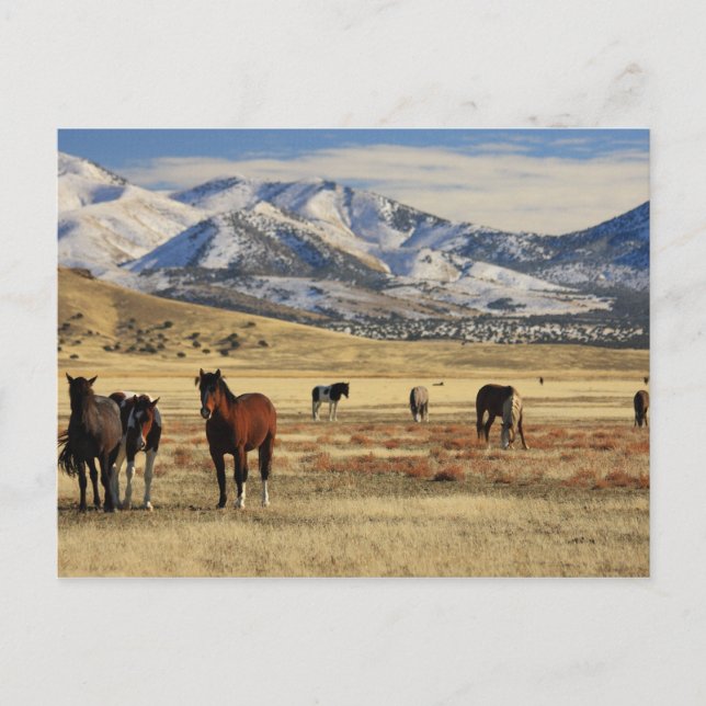 Carte Postale Le vent de l'hiver (Devant)