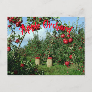 Carte Postale Le verger Apple