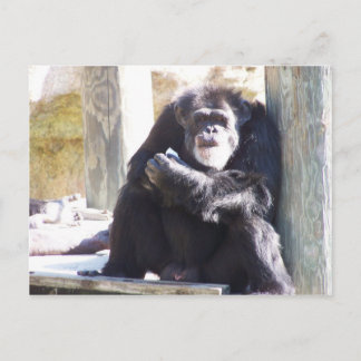 Carte Postale le vieux chimpanzé