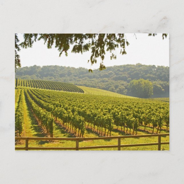 Carte Postale Le vignoble et une vallée avec une forêt - (Devant)