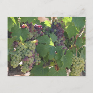 Carte Postale Le vignoble toscan