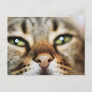 Carte Postale Le visage d'un chat