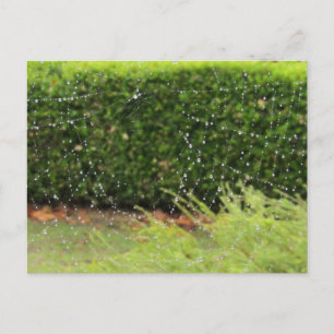 Carte postale - Le Web de la nature