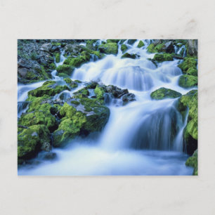 Carte Postale Le Wyoming. États-Unis Printemps périodique pendan