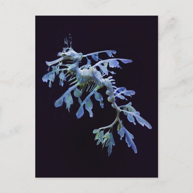 Carte postale Leafy Sea Dragon (Devant)