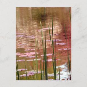 Carte Postale L'eau à travers les roseaux