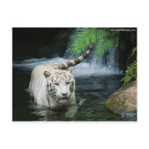 L'eau blanche de tigre
