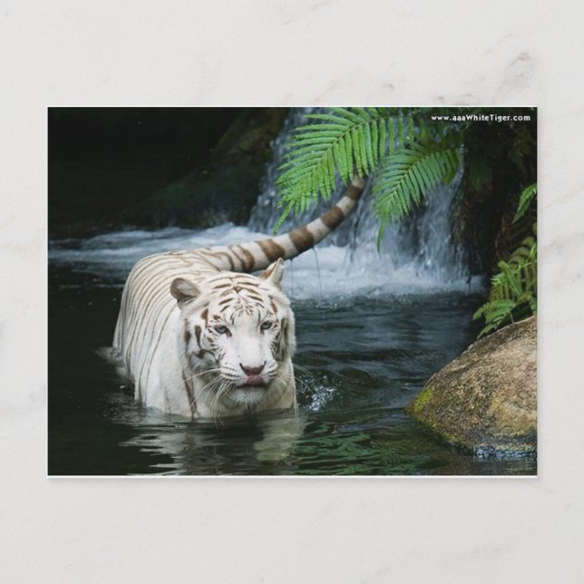 Carte Postale L'eau blanche de tigre (Devant)