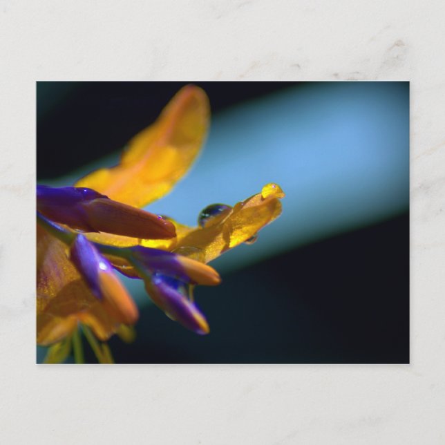 Carte Postale L'Eau Tombe Sur Les Pétales (Devant)