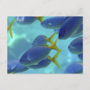 Carte Postale L'école est finie !