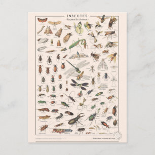 Carte Postale Leçons de choses les insectes