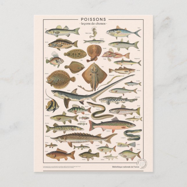 Carte Postale Leçons de choses les poissons (Devant)