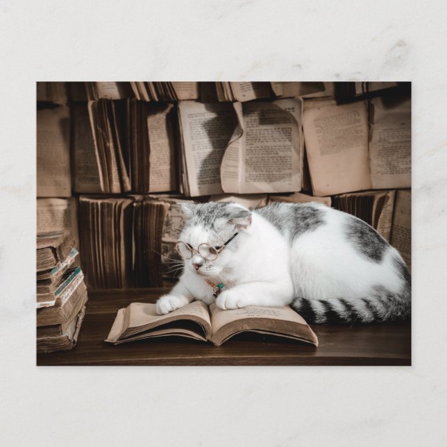 Carte Postale Lecture de chats en lunettes (Devant)