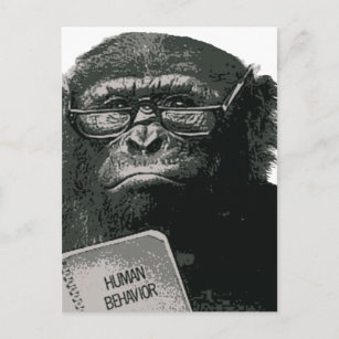 Carte Postale Lecture de Chimp