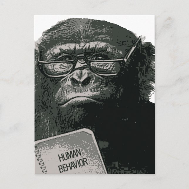 Carte Postale Lecture de Chimp (Devant)