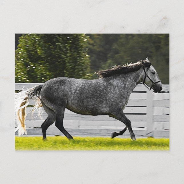 Carte Postale Lecture matinale (Devant)