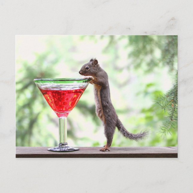 Carte Postale L'écureuil boit un cocktail (Devant)