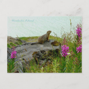 Carte Postale L'écureuil de parc au bord de l'eau, île Unalaska