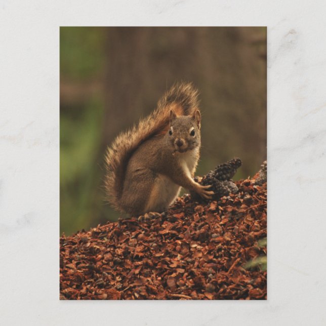 Carte Postale L'écureuil rouge sur la pile des débris (Devant)