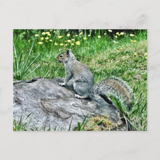 Carte Postale L'écureuil sur une souche d'arbre
