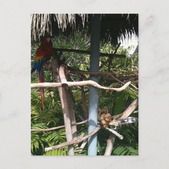 Carte Postale L'écureuil vole la nourriture du perroquet (Devant)