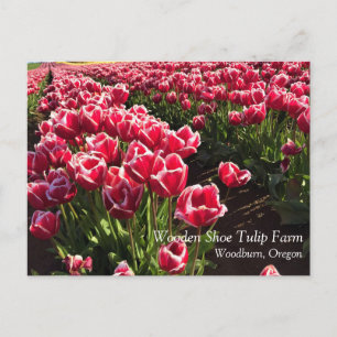 Carte Postale Leen Van Der Mark Tulips, Oregon