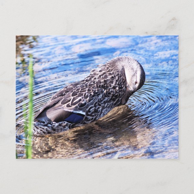 Carte Postale L'effet Grooming (Devant)