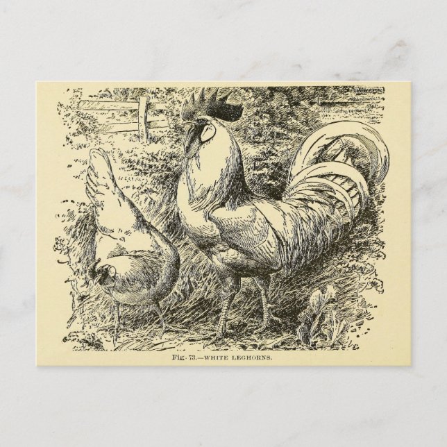 Carte Postale Leghorn blanc (Devant)
